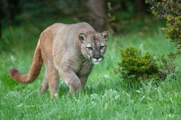 Cougar