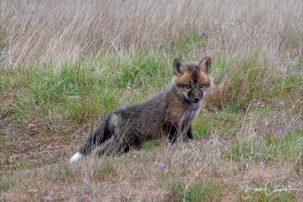 BABY RED FOX